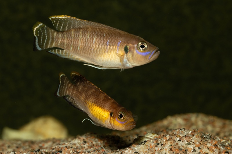 Neolamprologus brevis 'Kapampa'